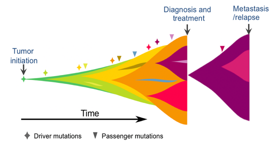 The tempo and mode of tumor evolution through space and time