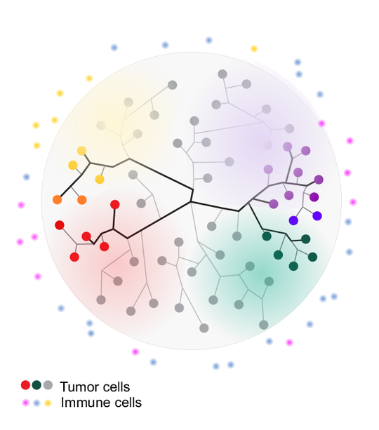 The evolutionary patterns of cancer subpopulations under immune selection
