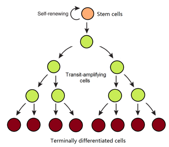 The clonal dynamics of stem cells during tissue development and renewal